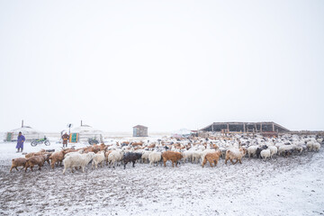 Fototapeta na wymiar herd of herbivorous animals in snowy prairie with houses on background