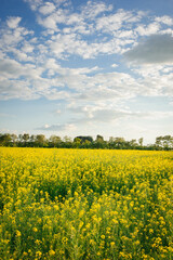 Obraz premium Field with blooming yellow flowers against a blue sky.