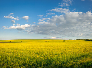 Field with blooming yellow flowers against a blue sky.