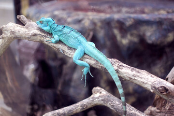 Blue axanthic iguana