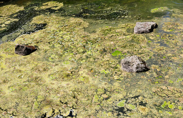 The surface of a small rural pond has grown with seaweed and ooze