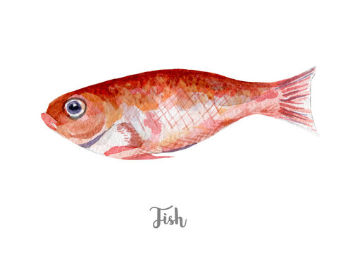 fresh fish illustration. Hand drawn watercolor on white background.