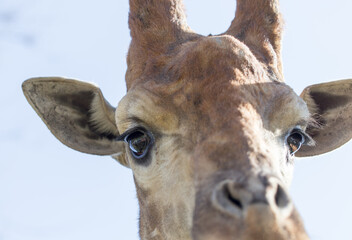 Portrait of a giraffe against the blue sky