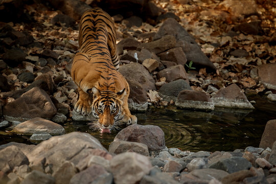 Tiger in the nature habitat. Tiger female drinking water. Wildlife scene with danger animal. Hot summer in Rajasthan, India. Dry trees with beautiful indian tiger, Panthera tigris