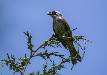 Beautiful bird