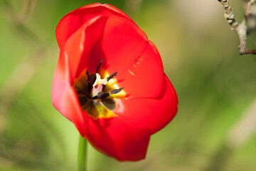 Fototapeta premium Wild poppy flower