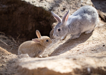 Hares on the ground in the wild