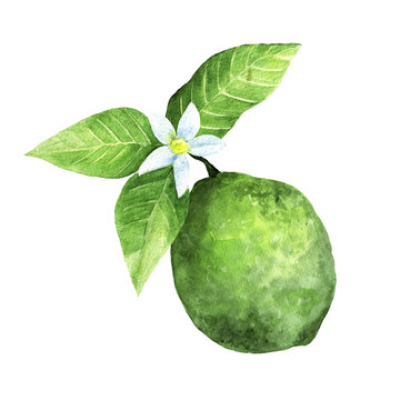 watercolor illustration of lime citrus fruit with leaves on white