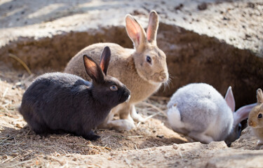 Hares on the ground in the wild