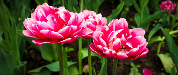 Flowers in Moscow © matthias