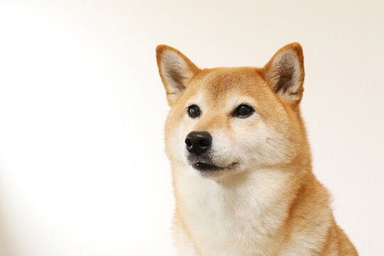 柴犬