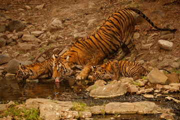 Naklejka na ściany i meble Tiger in the nature habitat. Tiger female drinking water. Wildlife scene with danger animal. Hot summer in Rajasthan, India. Dry trees with beautiful indian tiger, Panthera tigris
