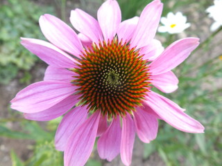 Fototapeta premium Ромашка и паук