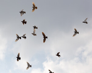 Flock of pigeons against the sky with clouds