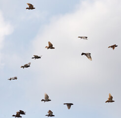 Flock of pigeons against the sky with clouds