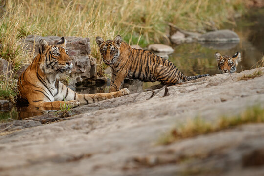 Tigers in the nature habitat. Tigers mother and cubs resting in the water. Wildlife scene with danger animal. Hot summer in Rajasthan, India. Dry trees with beautiful indian tiger, Panthera tigris