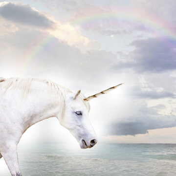 Fototapeta unicorn