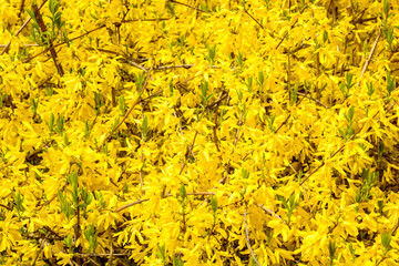 Forsythia yellow flowers