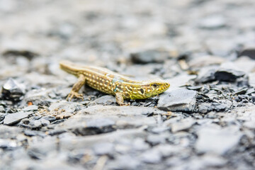 Lizard without tail