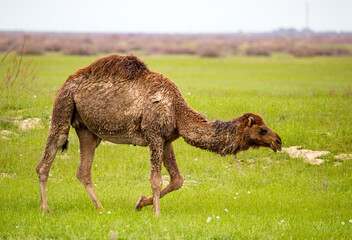 Fototapeta premium Camel in the pasture in the spring