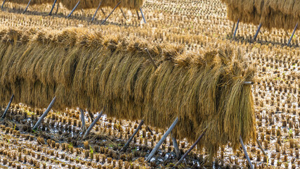 Rice harvested and drying in the sun, Hasami, Japan.
