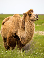 Portrait of camel on nature in spring