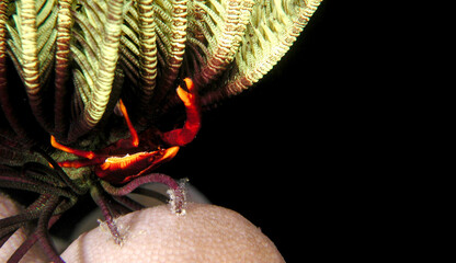 Feather star crab on coral, night diving.