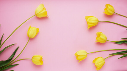 Yellow tulips on a pink background. Floral background. Pattern of flowers. Top view.