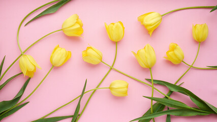 Yellow tulips on a pink background. Floral background. Pattern of flowers. Top view.