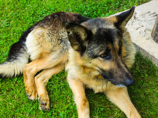 Dog of the breed is a German shepherd resting on the grass.
