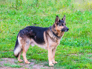 Dog of the breed is a German shepherd resting on the grass.
