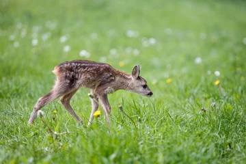 Foto auf Acrylglas Ree Junge wilde Rehe im Gras, Capreolus Capreolus. Neugeborene Rehe, wilde Frühlingsnatur.