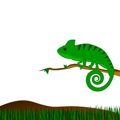 Background with green chameleon