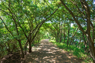 ウバメガシの林　屋島山頂の歩道