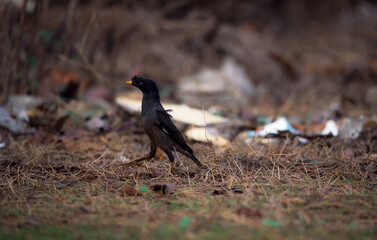 Jungle Myna in search for food