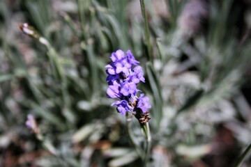 lavander