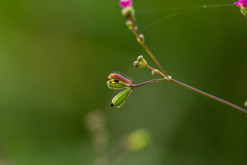 Plume moth (Pterophoridae) caterpillar
