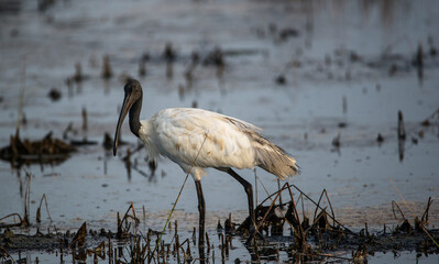 Black-headed Ibis