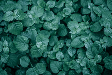 ใบไม้เข้ม ๆ ออกดำ  Beautiful green leaves background. Garden and Green wall, leafs texture, texture of green plant,  tropical leaves background.