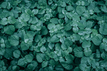ใบไม้เข้ม ๆ ออกดำ  Beautiful green leaves background. Garden and Green wall, leafs texture, texture of green plant,  tropical leaves background.