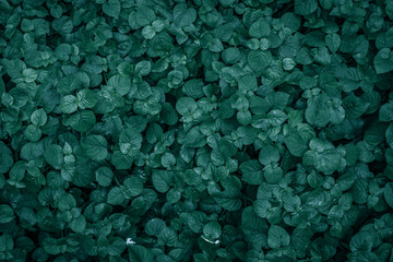 ใบไม้เข้ม ๆ ออกดำ  Beautiful green leaves background. Garden and Green wall, leafs texture, texture of green plant,  tropical leaves background.
