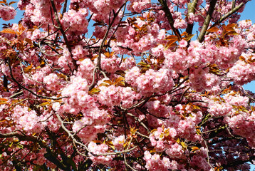 Сакура в цвету