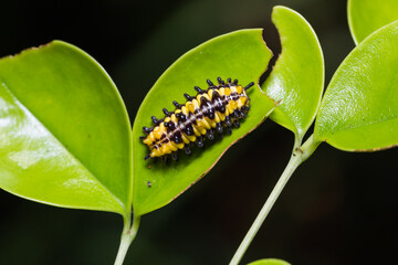Zygaenid moth caterpillar