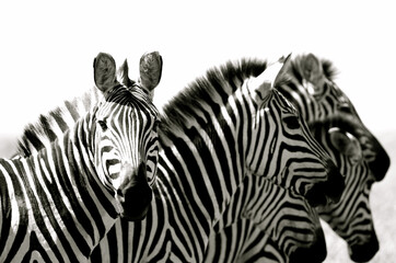 Kenya Zebra in black and white