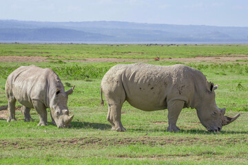 Fototapeta premium Pack of white rhino