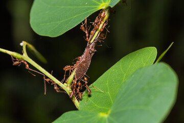 Teamwork of Red Weaver ants