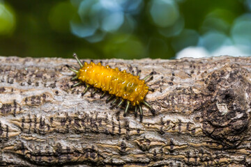 Callizygaena ada (Zygaenidae) caterpillar