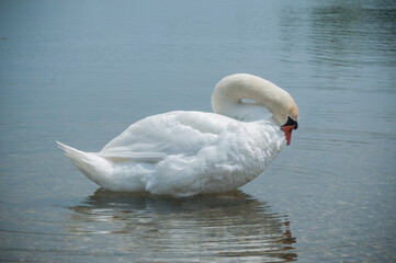Fototapeta premium cygne sur un lac