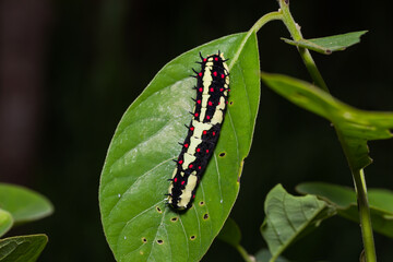 Common Mime (Papilio clytia) caterpillar