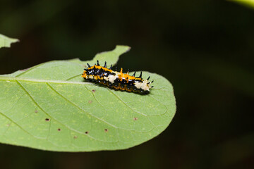 Common Mime (Papilio clytia) caterpillar